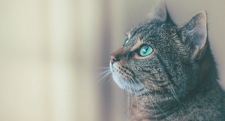 Best Performance BMW M4 CS for Sale